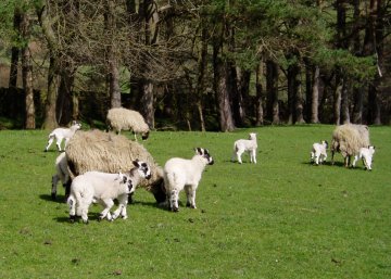 Sheep and lambs